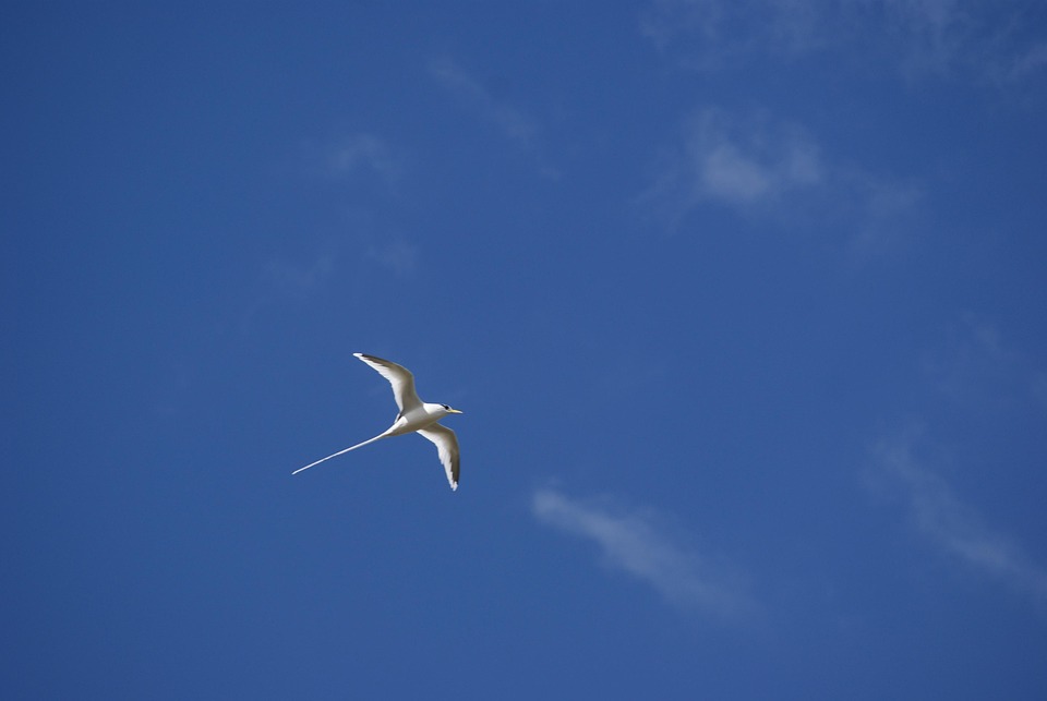 Oiseau PailleEnQueues Endémique · Photo gratuite sur Pixabay
