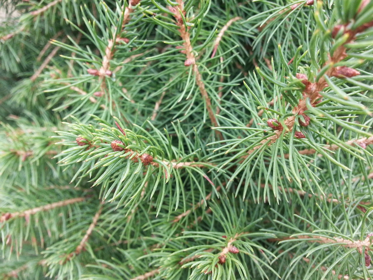 pinegreens