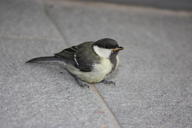 Free Bird Tiled Floor photo and picture