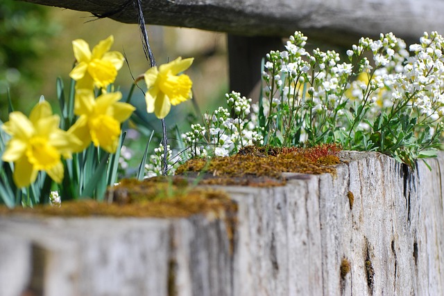 Blumen, Ostern, Frühling, Narzisse