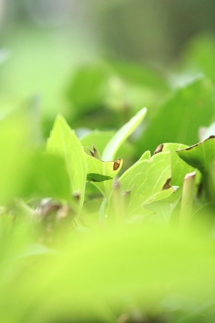 Free Green Leaf photo and picture