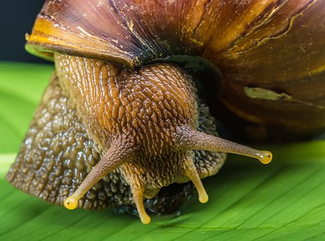 Free Snail Slimy photo and picture