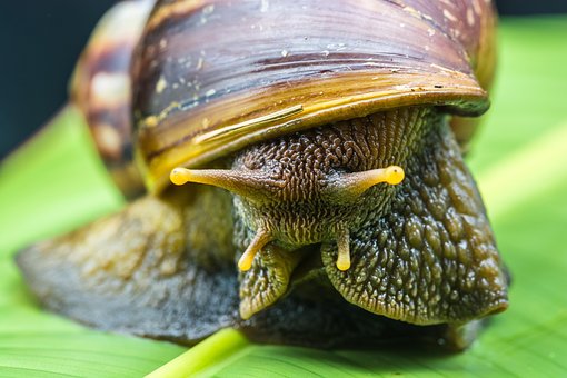 Free Snail Slimy photo and picture