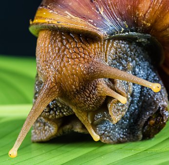 Free Snail Slimy photo and picture