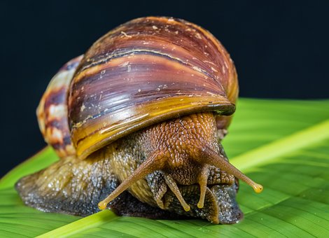 Free Snail Slimy photo and picture