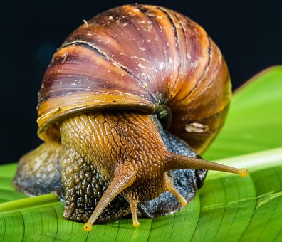 Free Snail Slimy photo and picture