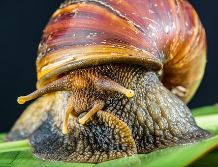 Free Snail Slimy photo and picture