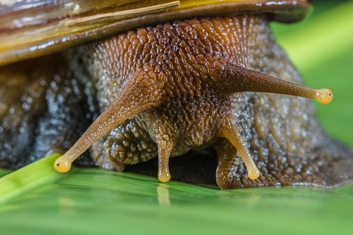 Free Snail Slimy photo and picture