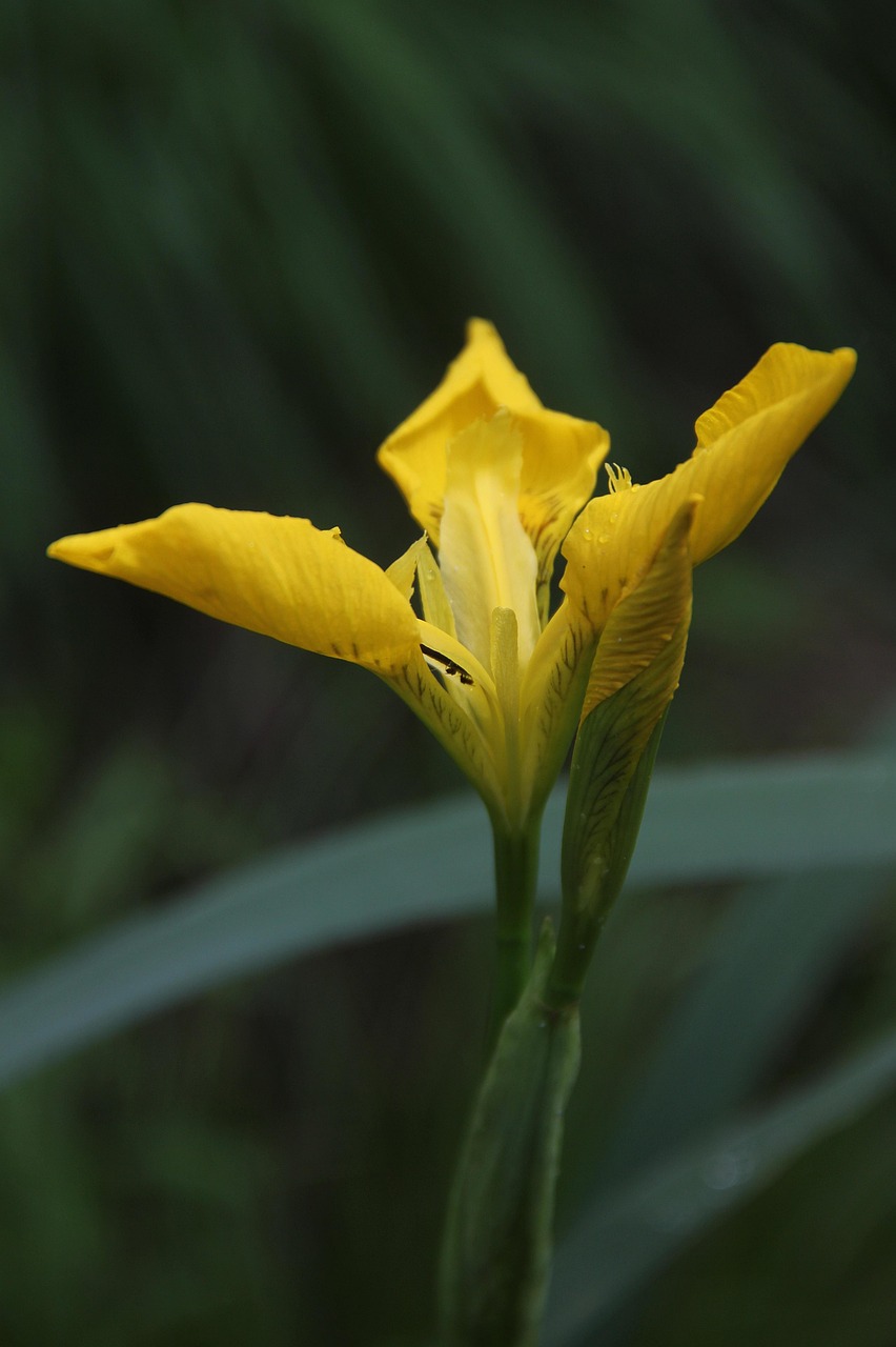 Sword Lily Yellow Flower Free photo on Pixabay Pixabay