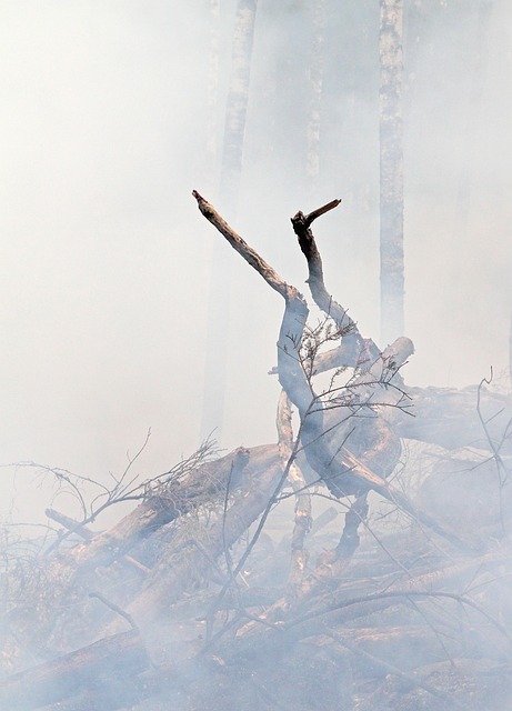 Free Forest Fire Fire photo and picture