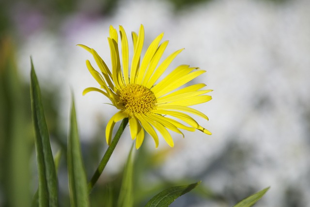 Free Floral Plant photo and picture
