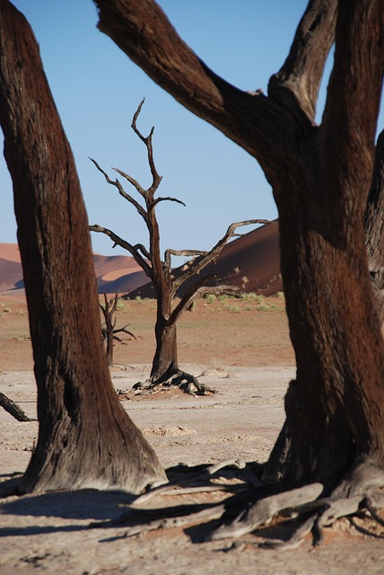 Baum, Wald, Wüste, Afrika