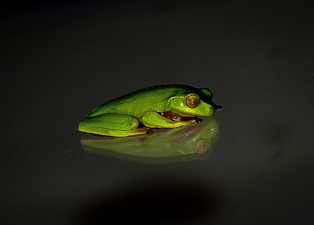 Frog - free online jigsaw puzzle photo