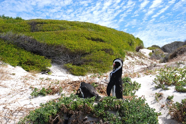Pinguin, Natur, Vogel, Wasservogel, Gras