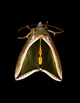 fruit piercer moth, moth, green