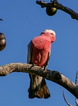 galah, rose-breasted cockatoo, parrot