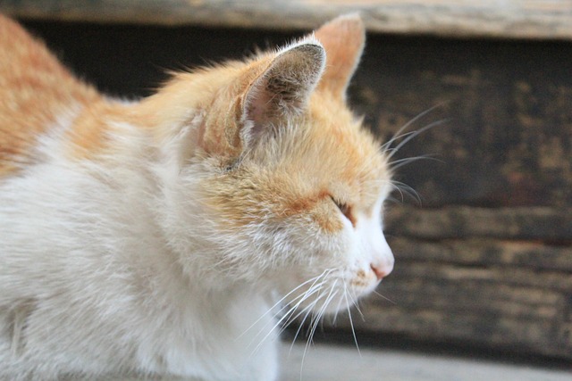 Free Cat Animal photo and picture