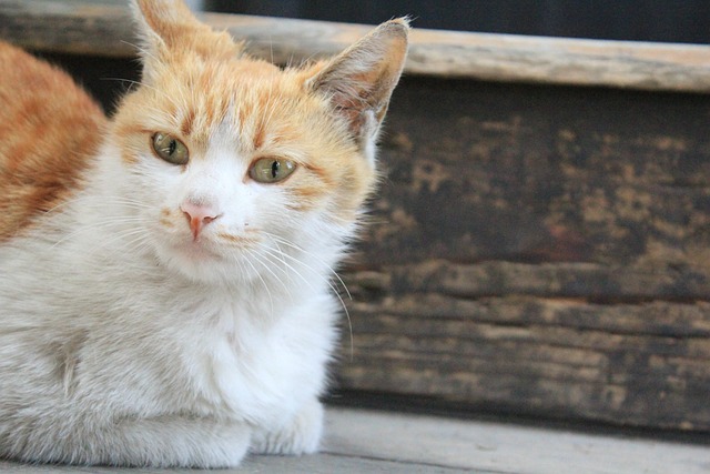 Free Cat Pet photo and picture
