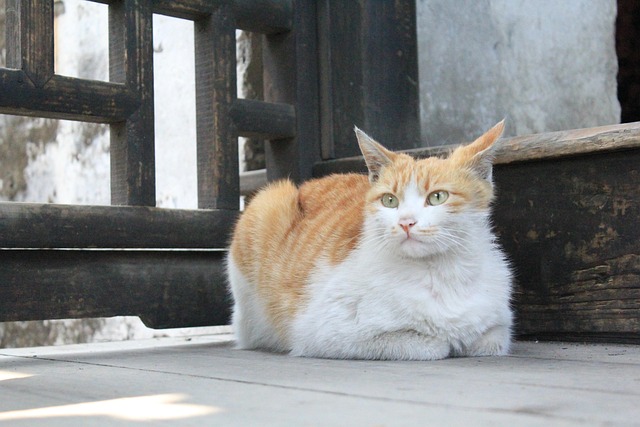 Free Cat Animal photo and picture