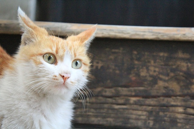 Free Cat Animal photo and picture