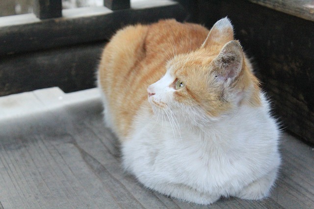 Free Cat Animal photo and picture