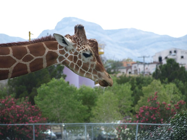 Free Giraffe Head photo and picture