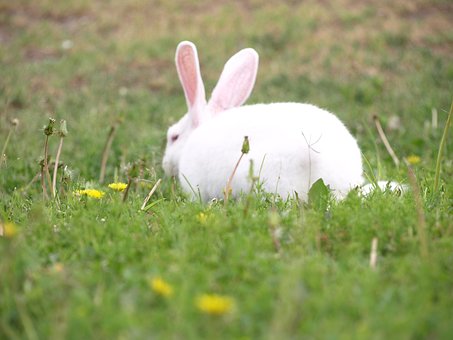 Bunny, Grass, Rabbit, Animal, Wildlife
