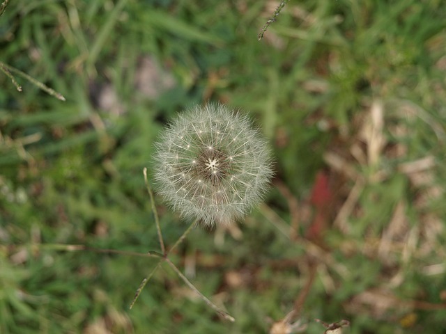 Free Nature Flower photo and picture