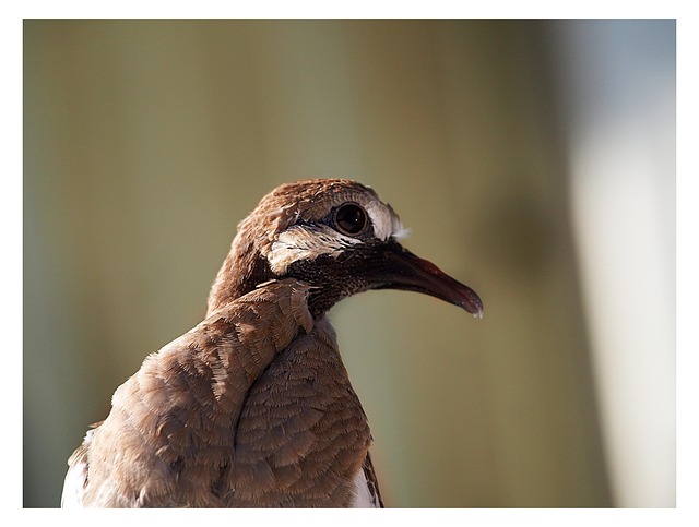 Free Pigeon Eye photo and picture