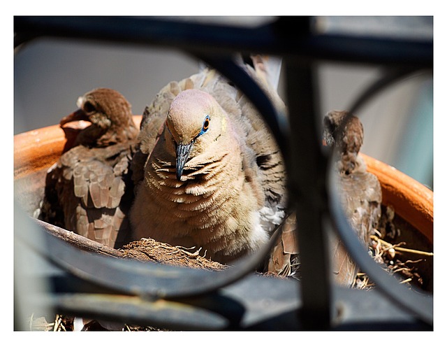 Free Pigeon Bird photo and picture