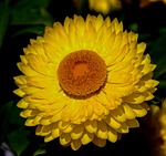 paper daisy, everlasting, flower
