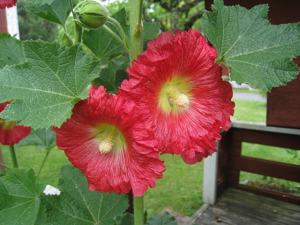 Stokroser rød blomster · gratis foto på pixabay Have blomster billeder