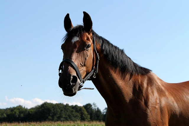 Free Horse Horse Head photo and picture