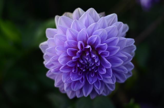 Flor, Violeta, Natureza