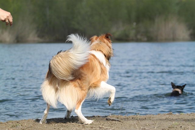 Free Collie Dog photo and picture