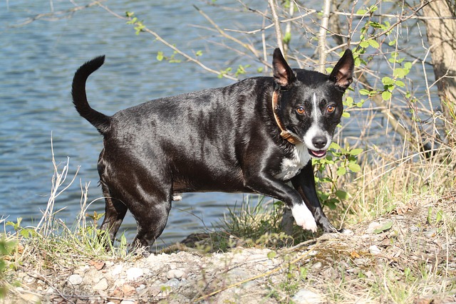 Free Dog Water photo and picture