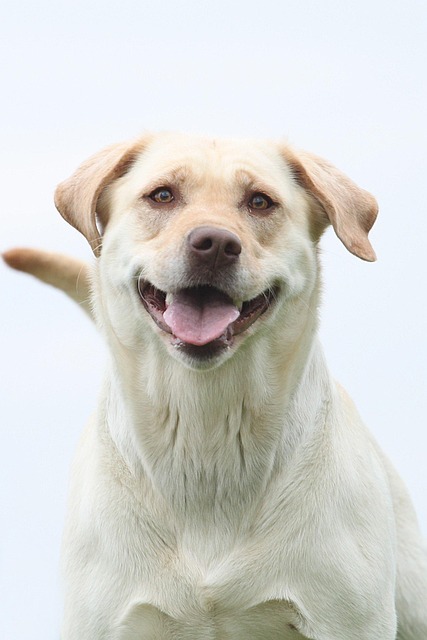 Free Dog Brown photo and picture