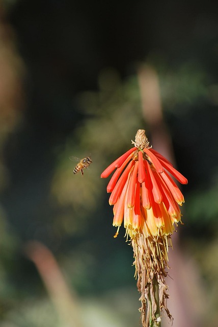 Free Bee Flower photo and picture