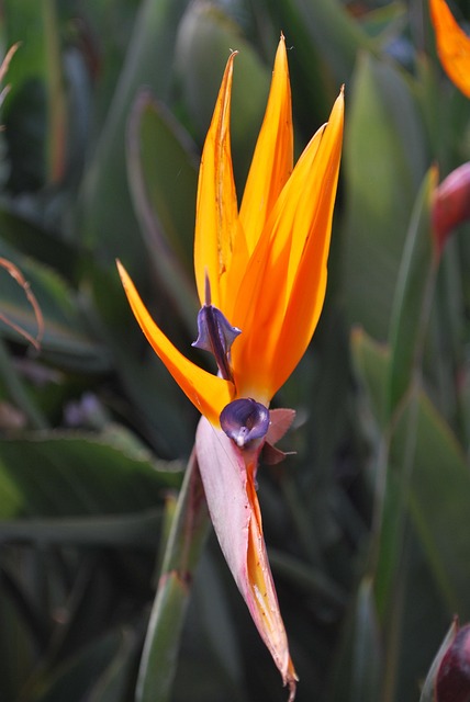Free Bird Of Paradise Floral photo and picture