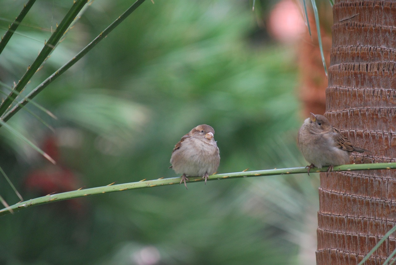 Finches Bird Wildlife Free photo on Pixabay Pixabay