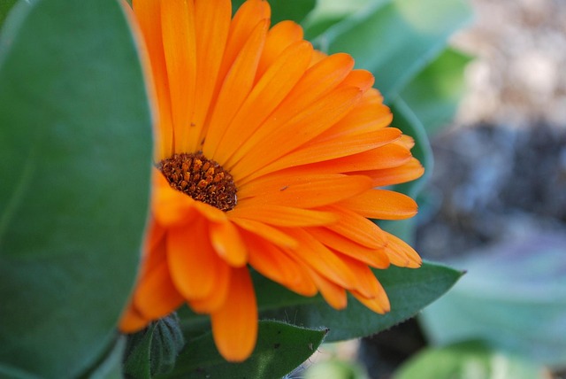 Free Daisy Flower photo and picture