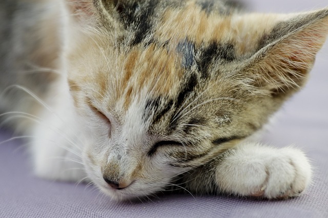 Free Cat Nature photo and picture