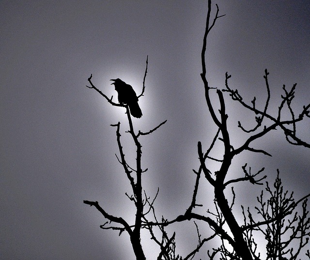 Free Raven Blackbird photo and picture