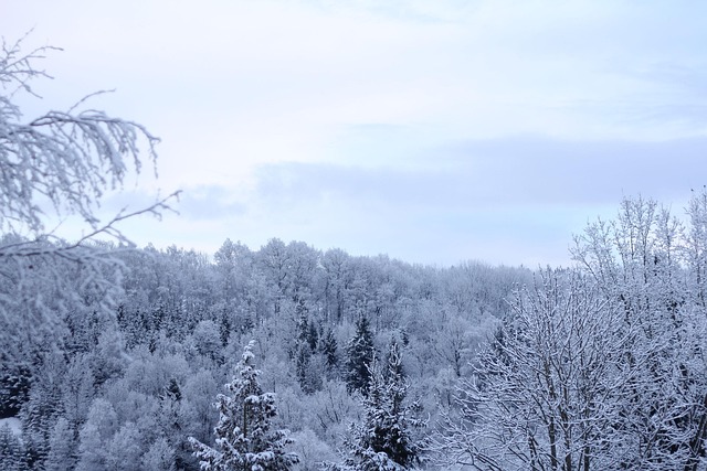 Free Winter Landscape Winter Forest photo and picture