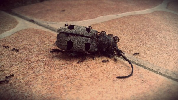Free Bug Insect photo and picture