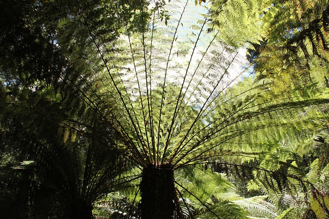 Free Giant Fern Fern photo and picture
