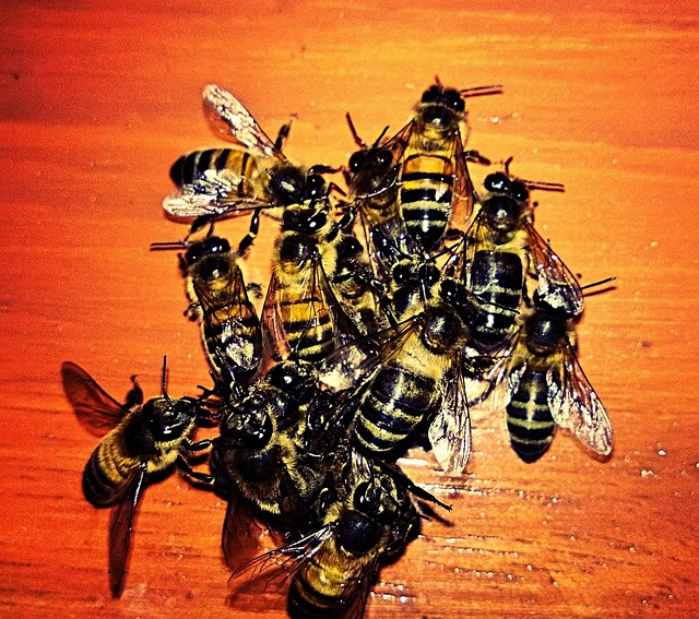 Bienen, Tiere, Insekten