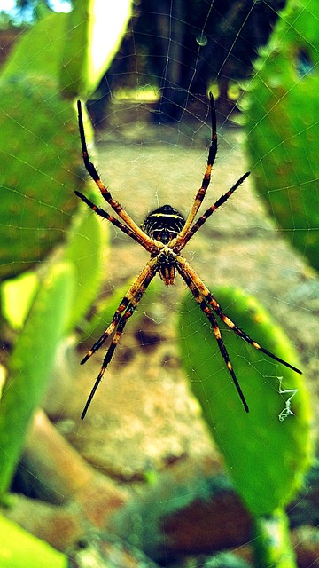 Spinne, Insekt, Natur, Arachnid, Web