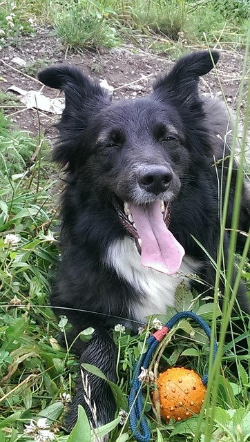 Border Collie, Hund, Husdyr, Eng