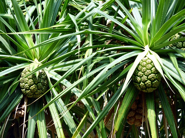Free Plants Green photo and picture
